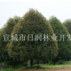精品桂花