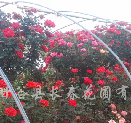 供應(yīng)精品月季