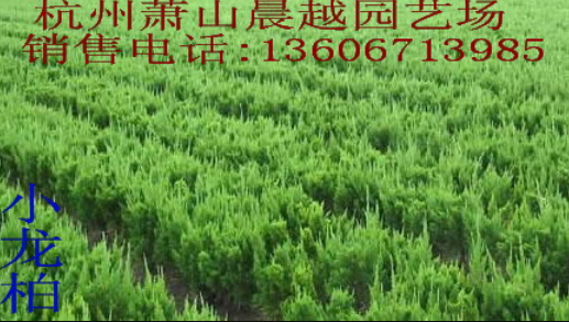 小龍柏
