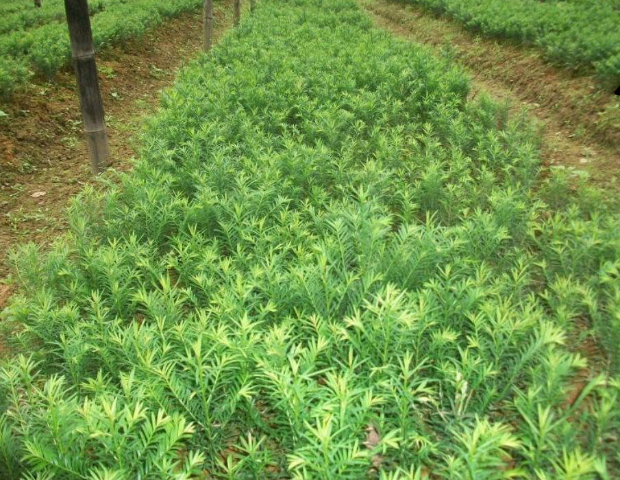 南方紅豆杉小苗