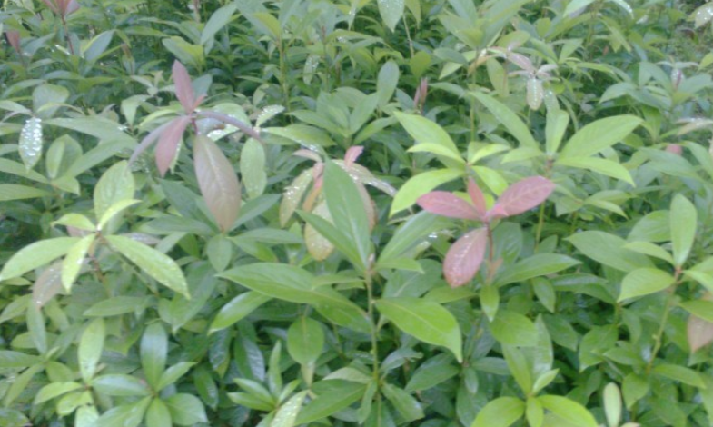 浙江楠小苗批發(fā)農(nóng)戶直銷
