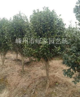 浙江紹興茶花