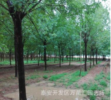 基地批發速生白蠟2cm3cm4cm5cm 老白蠟樹 綠化工程用白蠟樹易成活