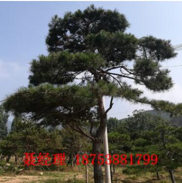 基地直銷景松公園綠化用景松保證成活率批發園林觀賞景松