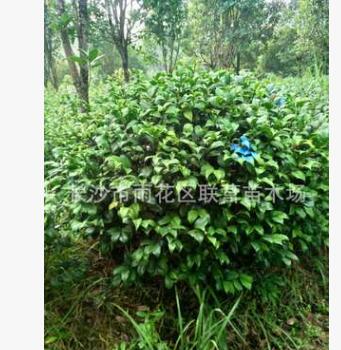 苗木基地直銷 精品小葉七星球茶花 1.5米球 量大從優