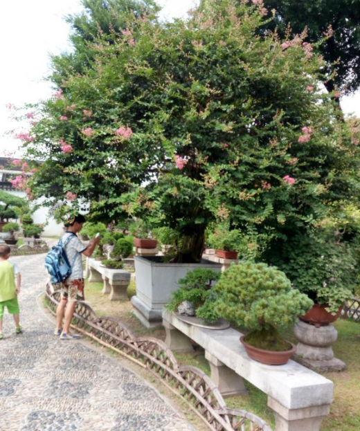 3公分桂花供應