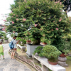 3公分桂花供應