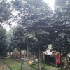 整體轉(zhuǎn)讓206棵高桿茶梅