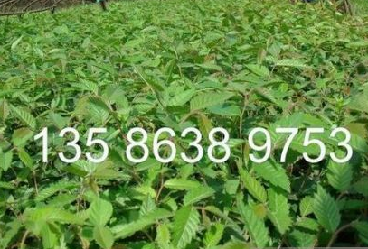 供應香樟種子 紅櫸樹種子 無患子種子 紅櫸樹芽苗