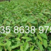 供應香樟種子 紅櫸樹種子 無患子種子 紅櫸樹芽苗