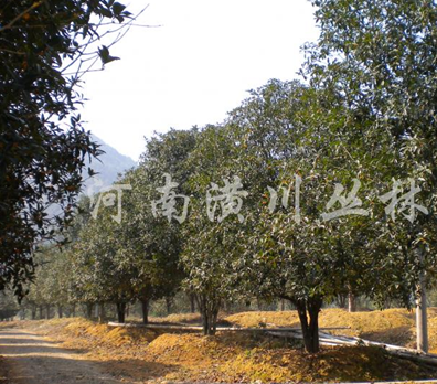 供應各種規格廣玉蘭報價、桂花、欒樹、法桐石楠喬木