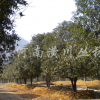 供應(yīng)各種規(guī)格廣玉蘭報(bào)價(jià)、桂花、欒樹、法桐石楠喬木
