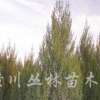 供應(yīng)高30-280公分的刺柏、塔柏、河南檜柏
