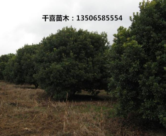 楊梅樹批發 3-30公分綠化楊梅 浙江楊梅供應行情