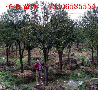金桔大樹 金華金桔產地 供應求購金桔樹就到浙江千喜苗木