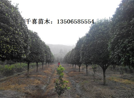 桂花小苗 桂花產地 江蘇桂花行情 桂花求購就來千喜苗木