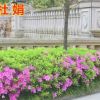 杜鵑苗木 樹苗四季常青庭院綠化苗木 花園植物庭院綠植花卉毛杜娟