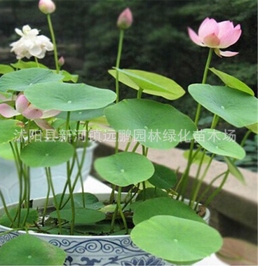 批發水培植物（碗蓮種子）多色混合荷花種子蓮花種子水生植物花卉