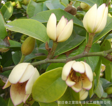 含笑苗批發工程綠化苗木庭院盆栽觀賞花卉含笑小苗 凈化空氣