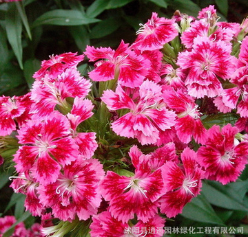 批發花草種子 常夏石竹美國石竹種子 發芽率高 花海觀賞花卉打造