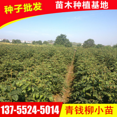 供應青錢柳小苗 優質金錢柳小苗 正宗青錢柳苗批發 基地直銷