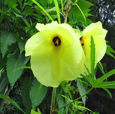 供應園林蔬菜金花葵種子別名菜芙蓉野芙蓉花黏干山榆皮藥食用保健