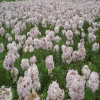 供應工程公園花海綠化花草肥皂草種子別名石堿花種子 可貨到付款