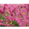 批發紫荊綠化紫荊山東紫荊