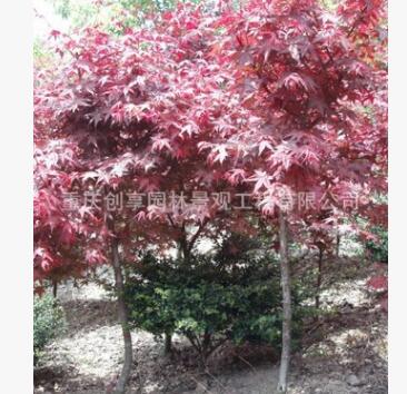 大量紅楓供應、重慶紅楓、重慶喬木、紅楓、紅楓樹