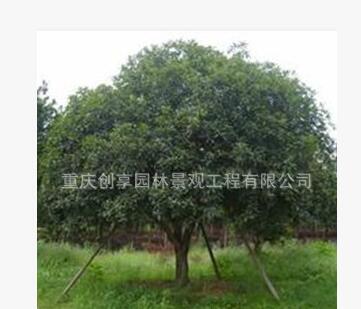 景觀綠化行道樹用金桂、5-15cm金桂