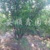 榆葉梅