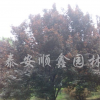 紫葉李