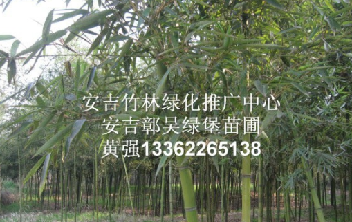 雷竹 雷竹綠化苗 雷竹種苗