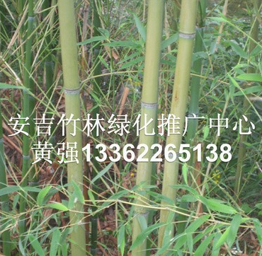 淡竹 淡竹是不是就是粉綠竹呢 是粉綠竹