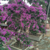 三角梅紫花樁景 造型三角梅 紫色三角梅 觀賞植物花卉
