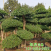 苗圃現貨供應對節白蠟樹形優美質優價廉2-3米高度造型對節白蠟