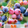 批發果樹苗 盆栽地栽藍莓果樹苗 南方北方種植當年結果藍莓苗