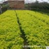 金葉復葉槭批發 工程綠化復葉槭小苗 規格齊全行道風景樹