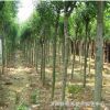 基地直供大葉女貞 速生大葉女貞苗木 工程綠化樹木行道樹 規格全