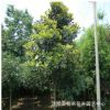 基地直銷廣玉蘭樹苗 工程綠化小苗 廣玉蘭觀賞凈化植物