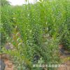 庭院綠籬灌木植物 基地直銷水蠟綠化苗 金葉水蠟小苗