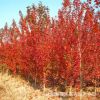 基地直銷紅楓 程美國紅楓樹小苗 秋火焰