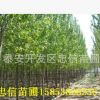 工程苗毛白楊 大量批發楊樹 速生楊 白楊樹