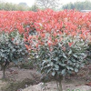 紅葉石楠