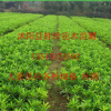 各種規格 杜鵑
