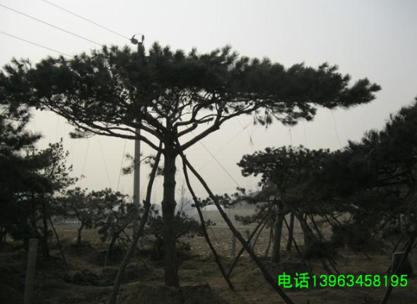 各種規格黑松造型松、山東造型黑松批發、口碑好的山東造型松基地