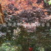 紅葉李