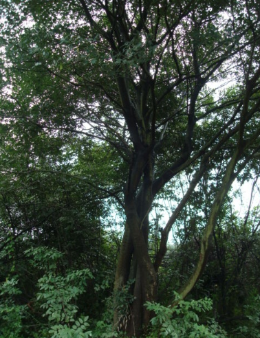 叢生樸樹(shù)