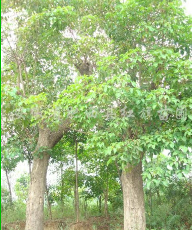 重陽(yáng)木