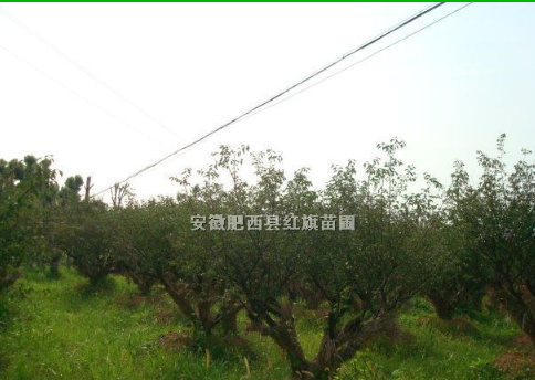 梅花